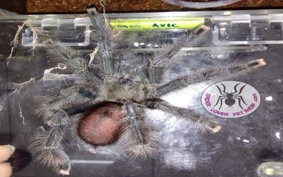 AVICULARIA METALLICA FEMALE TARANTULA